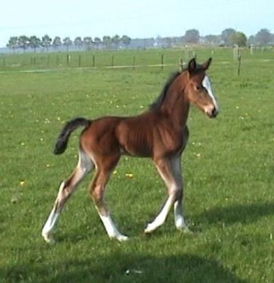 horse horses foal facts bonnie born colt animal called young animals best1 deviantart nerdtests stand nursing mustang boy stallion know